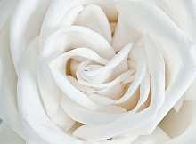 Белые обои с цветами Divino Decor Фотопанно 2-х полосные A-061