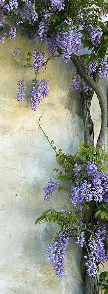 Сиреневые обои с цветами Divino Decor Фотопанно C-292